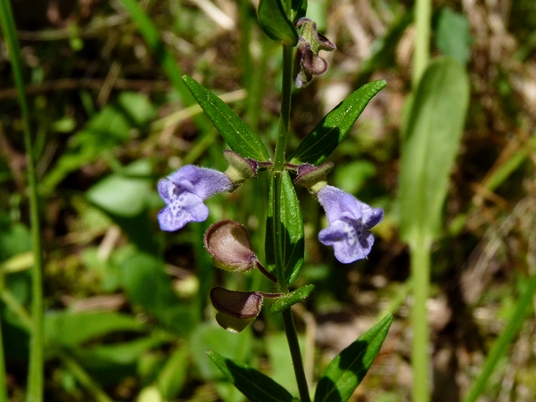 {Scutellaria leonardii}